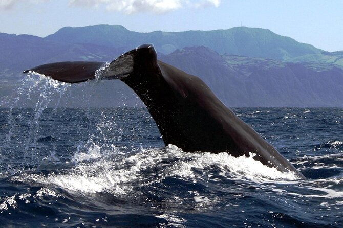 Azores Whale Watching & Islet Boat Tour - Should you book the Azores Whale Watching and Islet Boat Tour?