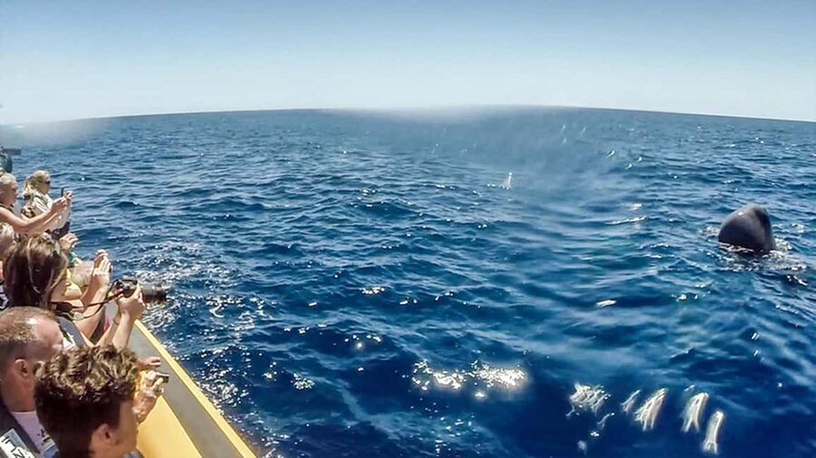 Azores Whale Watching & Islet Boat Tour - Weather, cancellations, and flexible planning