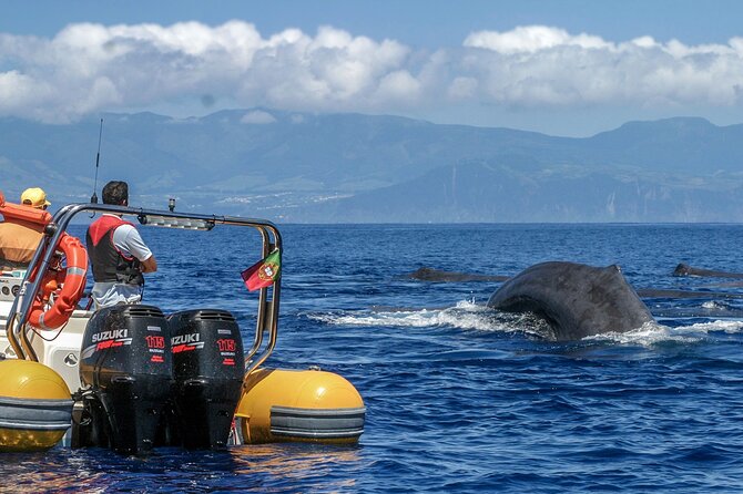 Azores Whale Watching & Islet Boat Tour - Meeting the crew at Vila Franca do Campo Marina