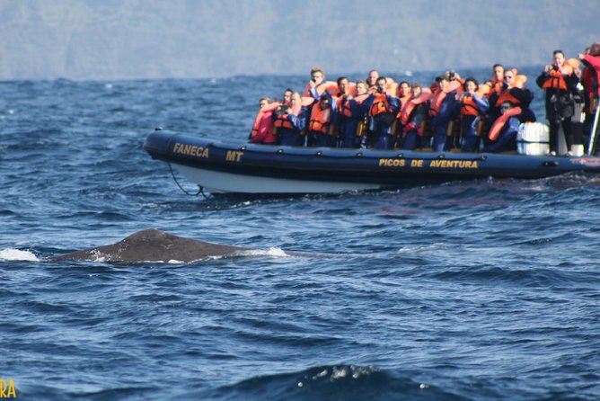 Azores Whale Watching Tour – Ponta Delgada - Weather, sea conditions, and what to pack