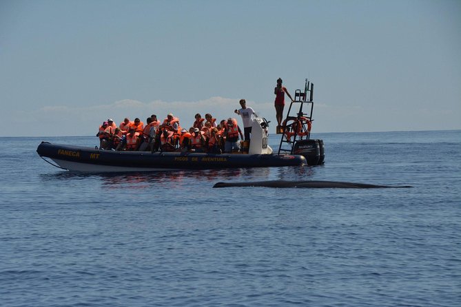 Azores Whale Watching Tour – Ponta Delgada - How much value you get for $78.60