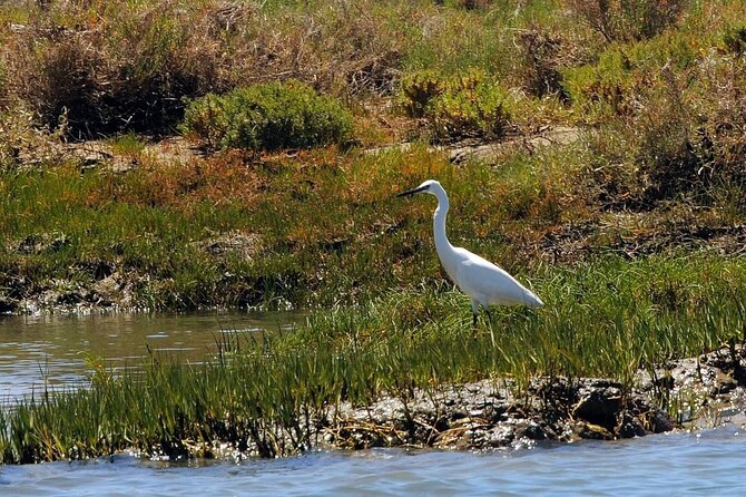 Birdwatching in Ria Formosa - Eco Boat Tour from Faro - The tide can change the bird list