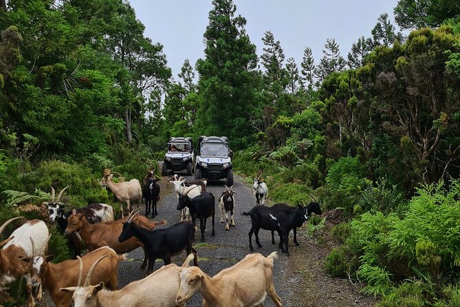 BUGGY TOUR - West / Center of the island (off-road) - What the guides add to the experience