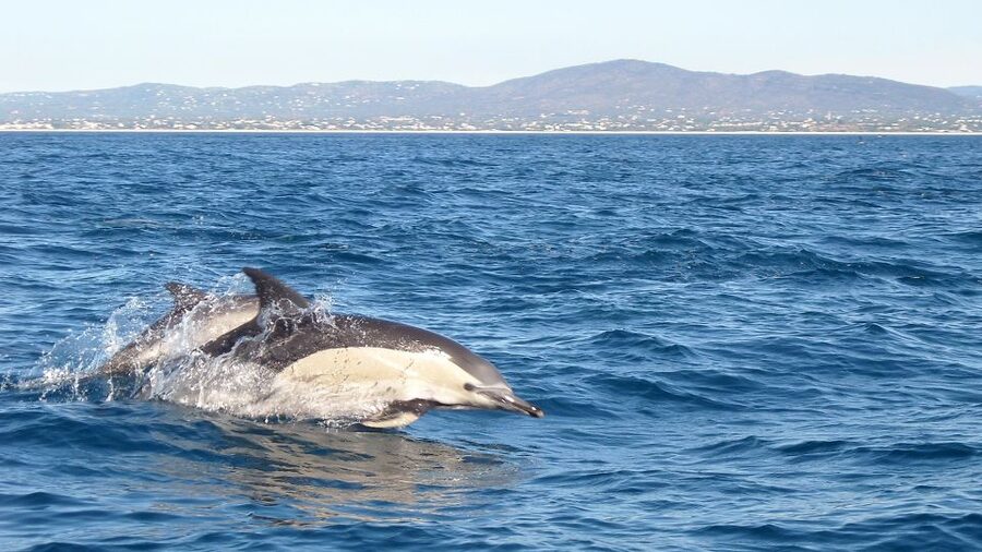 Cabanas de Tavira: Dolphin Watching Boat Tour - Seeing dolphins in their natural setting