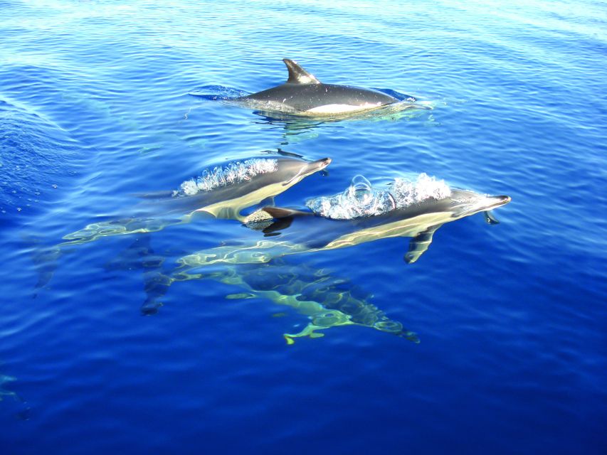 Cabanas de Tavira: Dolphin Watching Boat Tour - Is $41 a fair price?