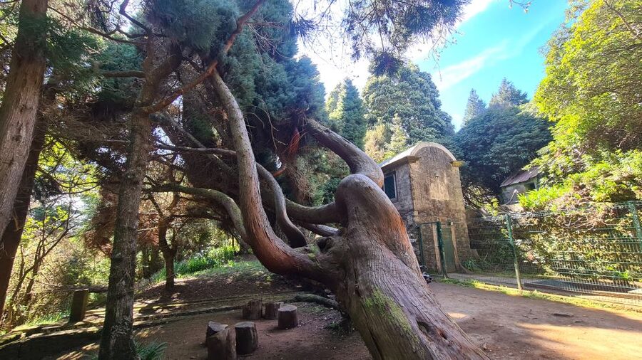 Camacha: Levada Trail e-Bike Guided Tour - Returning Through Oaks and Back to the Levada