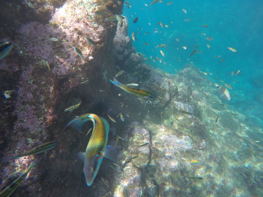 Caniço, Madeira: Marine Reserve Kayak & Snorkelling Tour - Should you book the Garajau kayak and snorkel tour?