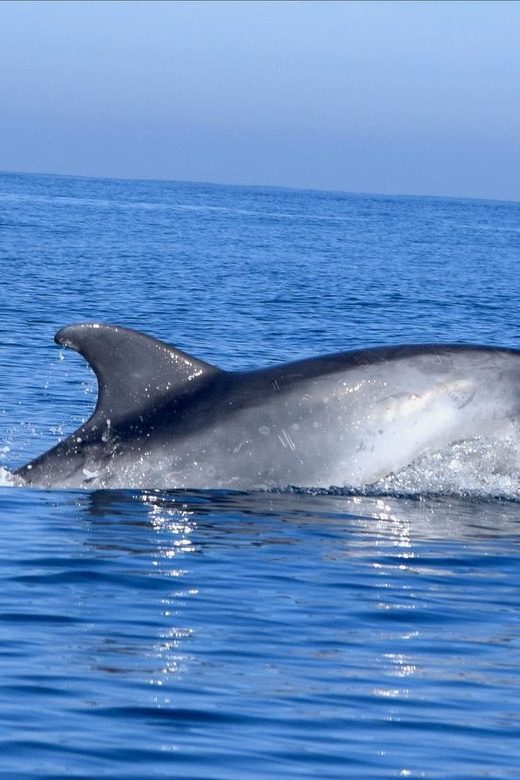 Cascais: Dolphin Watching Speedboat Tour - Key points before you book