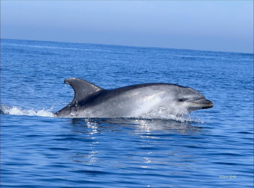 Cascais: Dolphin Watching Speedboat Tour - A responsible way to watch marine life