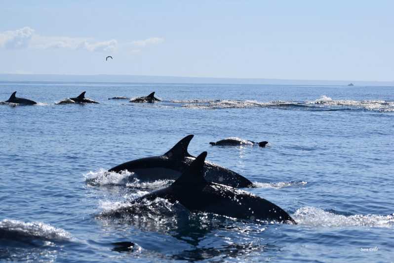 Cascais: Dolphin Watching Speedboat Tour - Searching for dolphins, whales, and porpoises