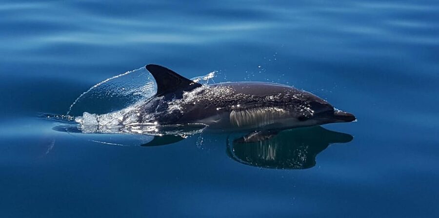Cascais: Dolphin Watching Speedboat Tour - Why the guides make a difference