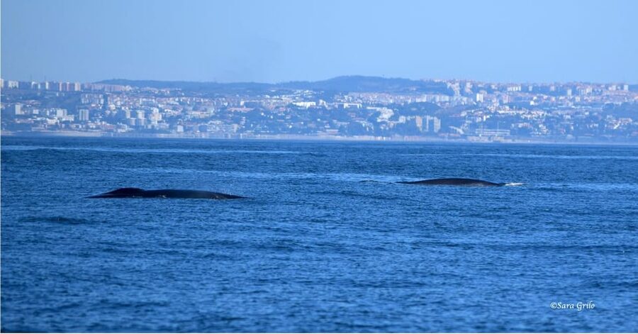 Cascais: Dolphin Watching Speedboat Tour - What a typical two-hour itinerary feels like