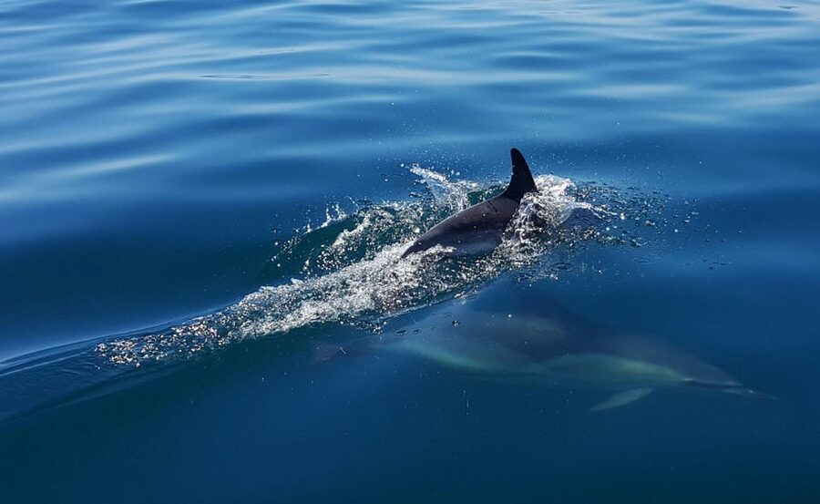 Cascais: Dolphin Watching Speedboat Tour - The best time to go