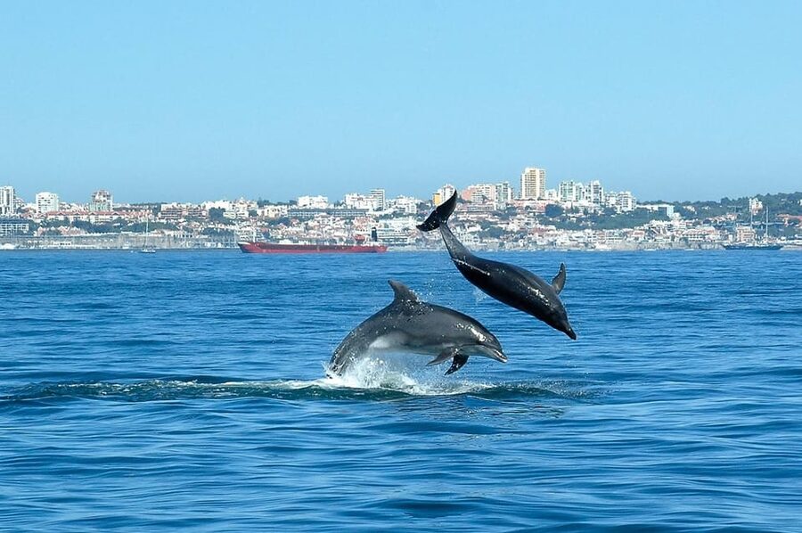 Cascais: Dolphin Watching Speedboat Tour - Comfort, clothing, and practical limits