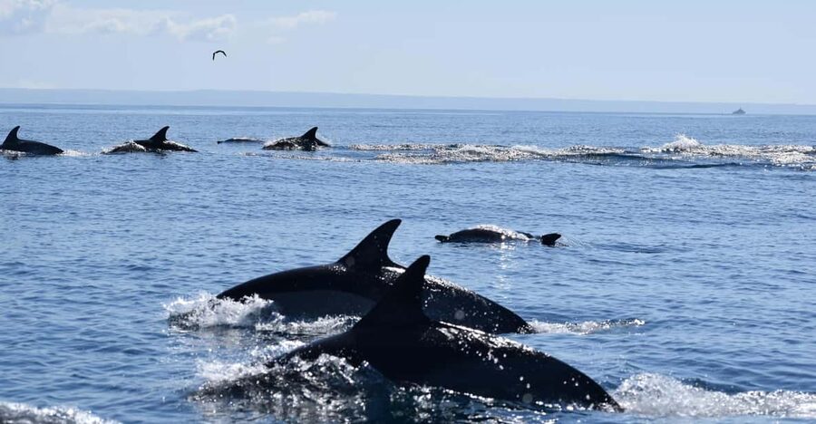 Cascais: Dolphin Watching Speedboat Tour - The first hour is a proper speedboat ride
