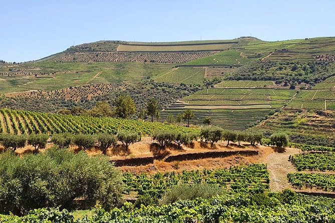 Complete Douro Valley Wine Tour with Lunch, Wine Tastings and River Cruise - The second winery adds depth, not just another tasting