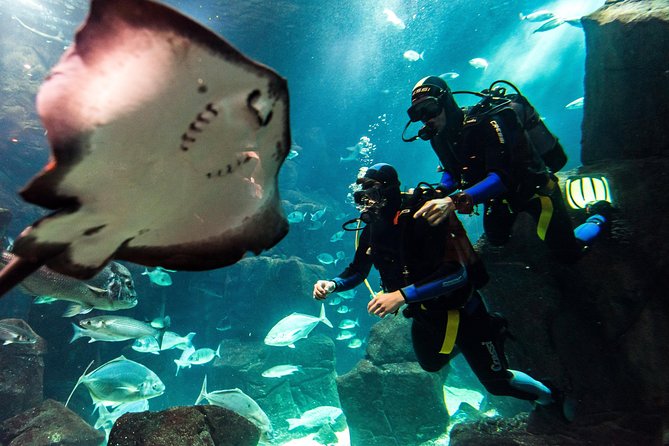 Diving in the Madeira Aquarium - Key points to know before you book