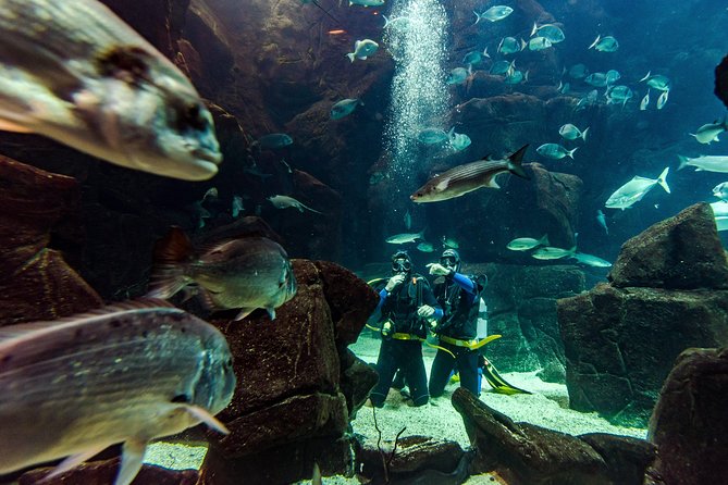 Diving in the Madeira Aquarium - Why the aquarium setting makes this unusual
