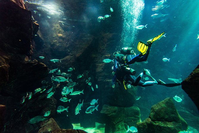 Diving in the Madeira Aquarium - What happens inside the 6-meter main tank