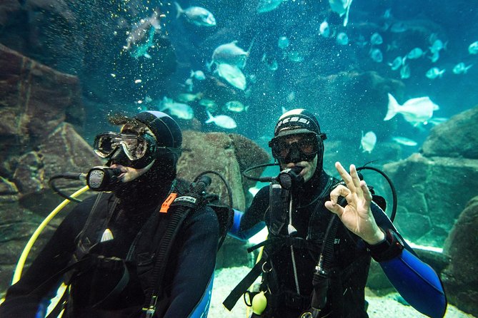 Diving in the Madeira Aquarium - Why beginners and families may enjoy it