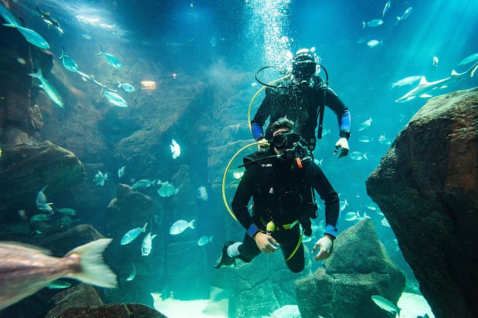 Diving in the Madeira Aquarium - Location and timing need a careful look