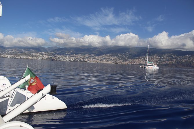 Dolphin and Whale Watching Catamaran Cruise from Funchal - What the catamaran is like on board