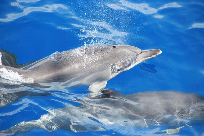 Dolphin and Whale Watching Catamaran Cruise from Funchal - Who will enjoy this cruise most