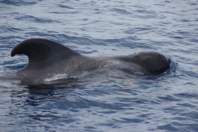 Dolphin and Whale Watching Catamaran Cruise from Funchal - Practical tips for getting the best day