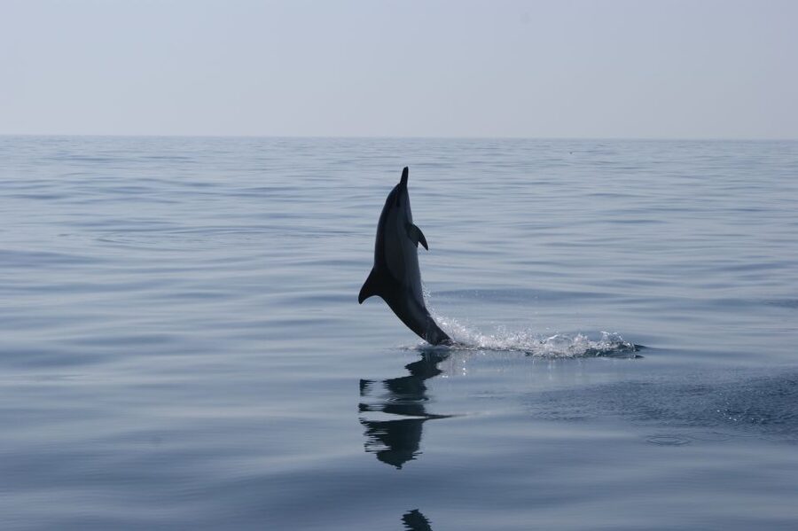 Dolphin Safari and Cave Tour in Vilamoura - Key points to know before you book
