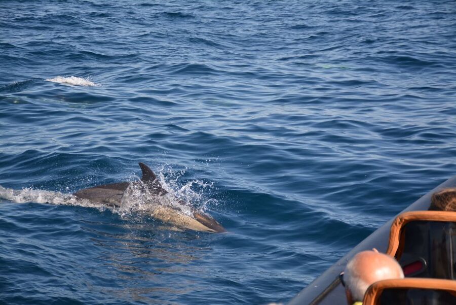 Dolphin Safari and Cave Tour in Vilamoura - Who will enjoy this most?