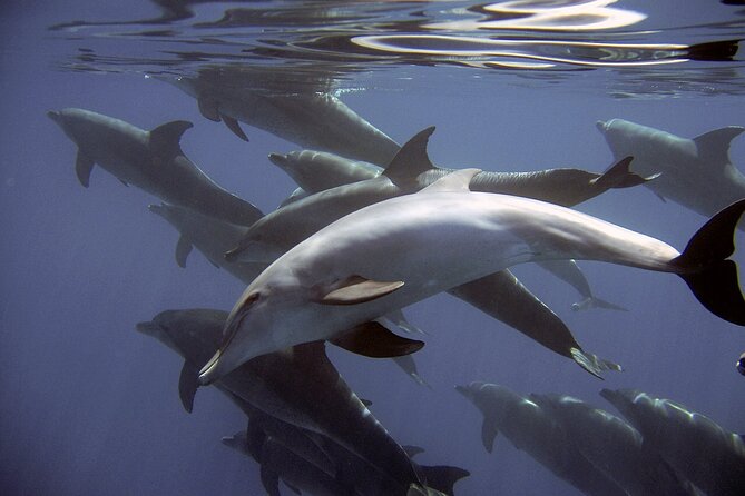 Dolphin Watching + 2 Islands Tour - From Faro - What the $72.59 price really covers