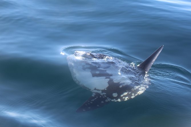 Dolphin Watching + 2 Islands Tour - From Faro - Timing, weather, and cancellation details