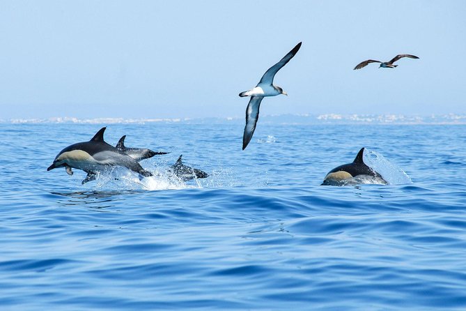 Dolphin Watching and Cave Boat Cruise from Albufeira - Should You Book the Dolphin and Cave Cruise?