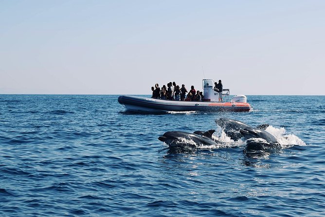 Dolphins Search and Benagil Caves from Albufeira - Why this Albufeira boat trip works