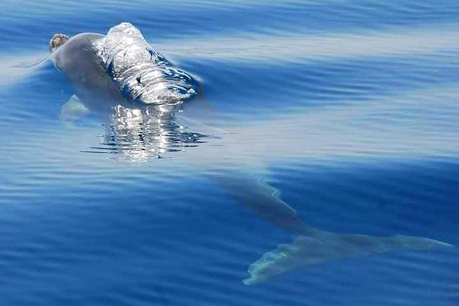 Dolphins Search and Benagil Caves from Albufeira - A fast, lively ride on a semi-rigid boat
