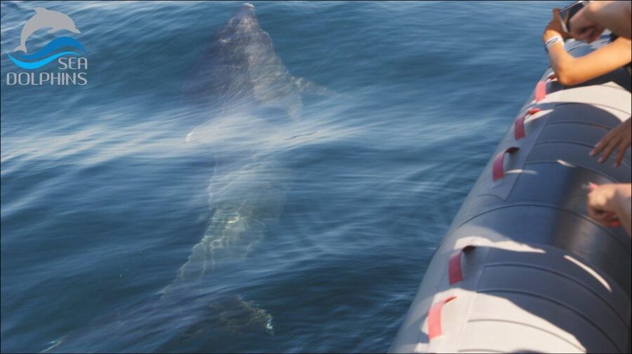 Dolphins Watching - Portimão - FAQ