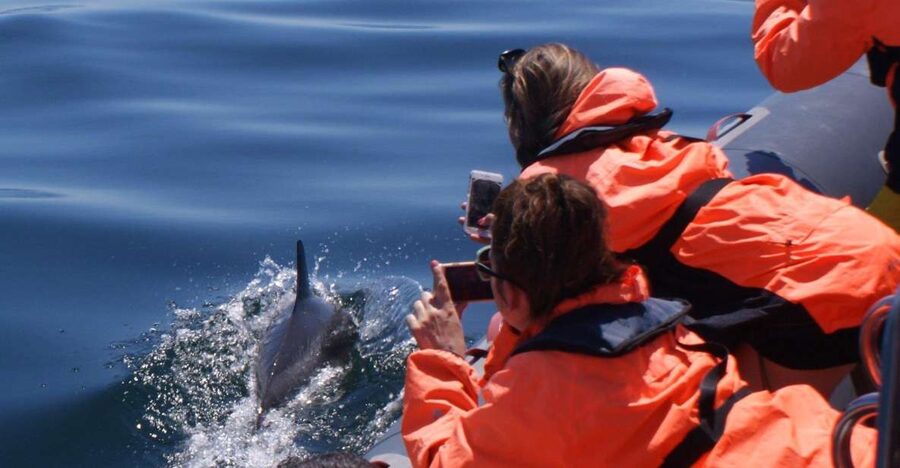 Dolphins Watching - Portimão - Guides, languages, and the human side