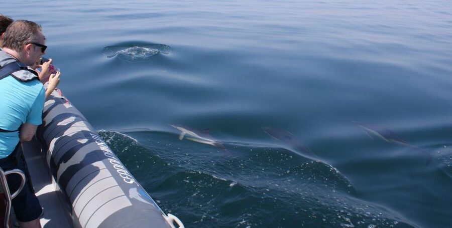 Dolphins Watching - Portimão - The best way to prepare