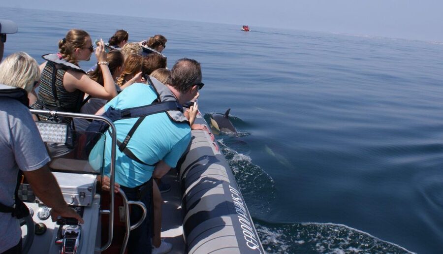 Dolphins Watching - Portimão - Who will enjoy this Portimão trip most