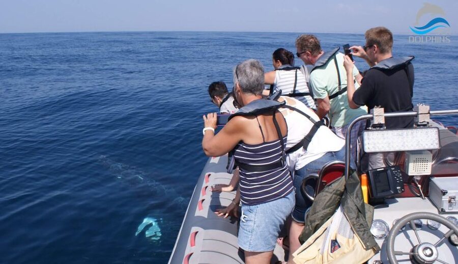 Dolphins Watching - Portimão - Should you book Dolphins Watching in Portimão?