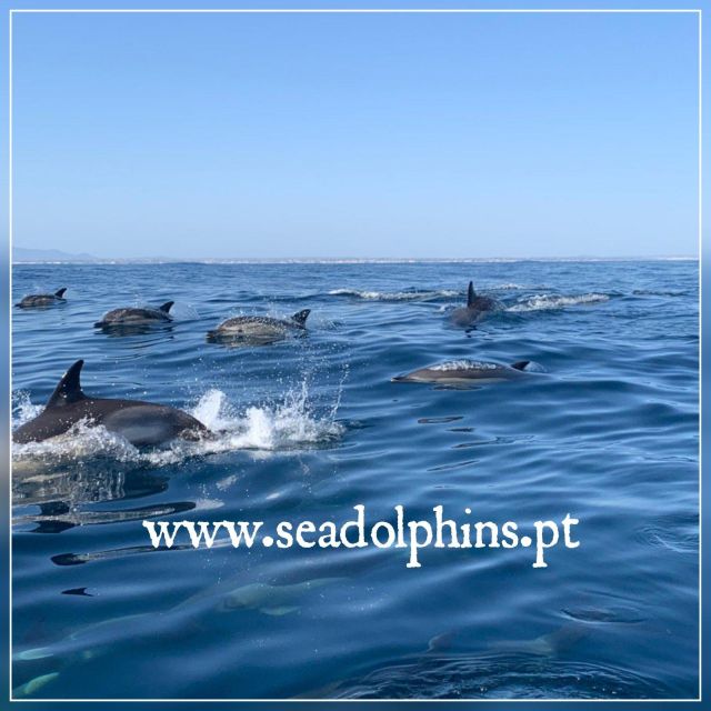Dolphins Watching - Portimão - What a dolphin encounter can look like