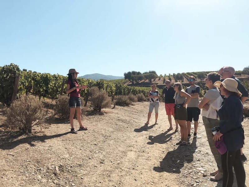 Douro Valley: Real Small-Group, Wine Tasting, Lunch & Boat - Lunch at a typical Portuguese restaurant