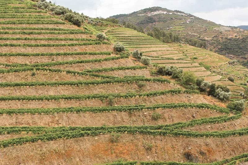 Douro Valley: Real Small-Group, Wine Tasting, Lunch & Boat - What the $164 price really buys you