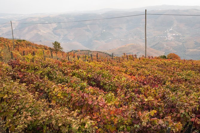 Douro Valley Small-Group Tour with Wine Tasting, Lunch and Boat - The N222 and the road to Pinhão