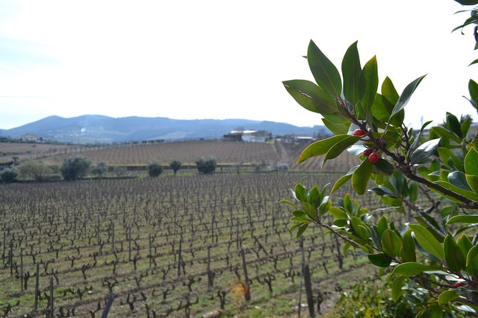Douro Valley Tour: 2 Vineyard Visits, River Cruise, Winery Lunch - National Road 222 and the road to Pinhão
