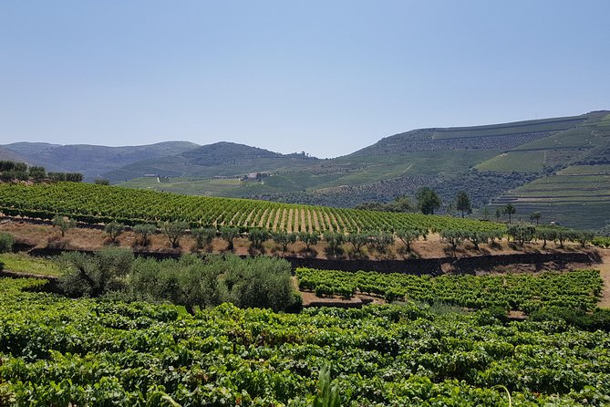 Douro Valley Wine Tour: 3 Vineyard Visits, Wine Tastings, Lunch - The guide and group can shape the day