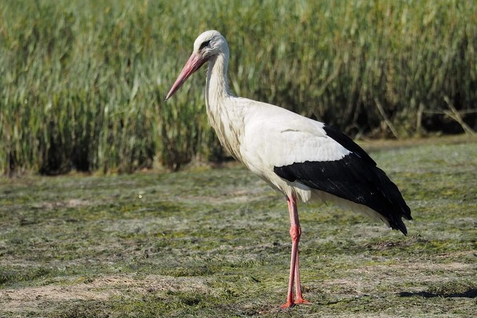 Eco Boat Tour in the Ria Formosa Lagoon from Faro - Faro’s old town from the water