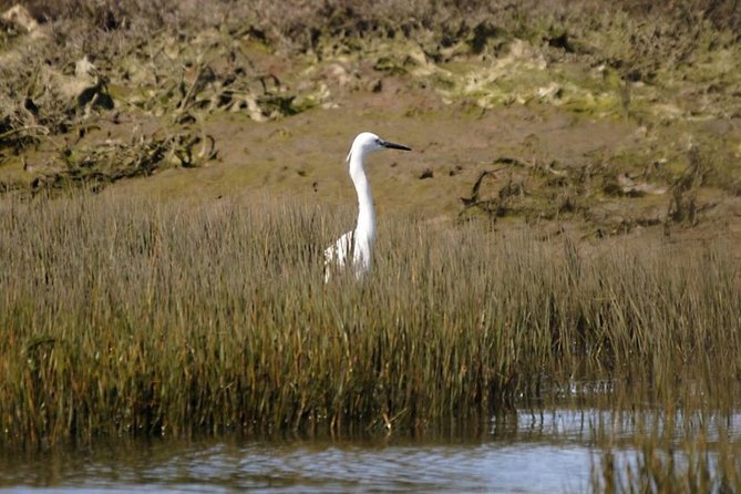Eco Boat Tour in the Ria Formosa Lagoon from Faro - Is $30.23 a fair price?