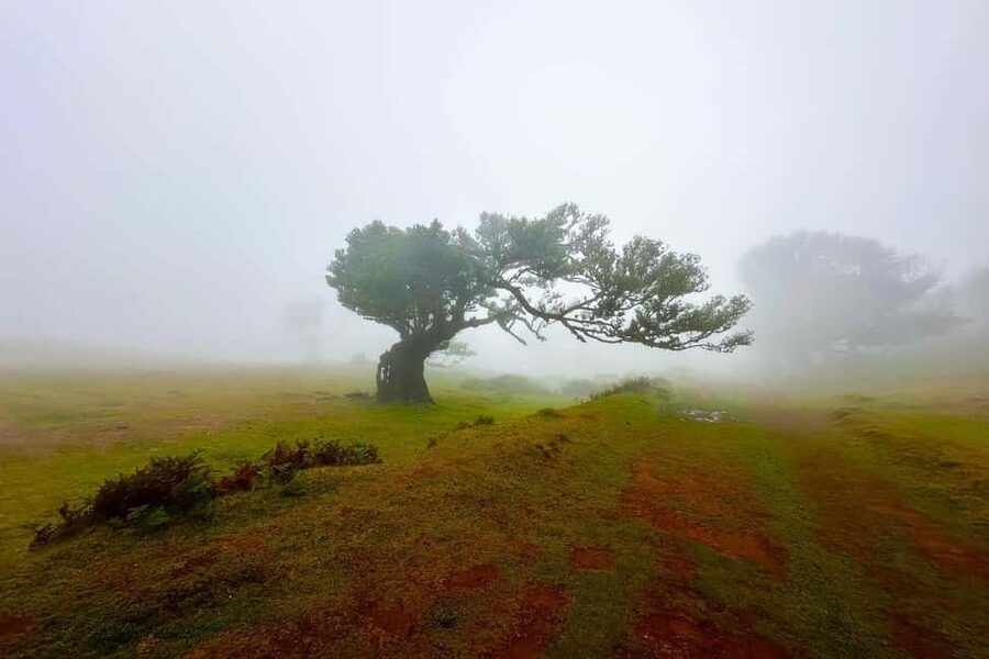 Fanal / Assobiadores - Levada Walk - From Paul da Serra’s open plateau to Fanal’s old trees