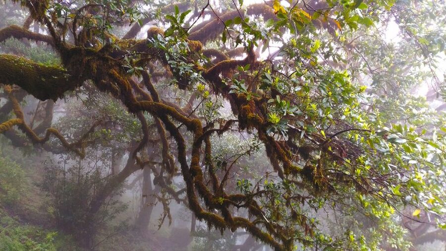 Fanal / Assobiadores - Levada Walk - Who should book this experience?